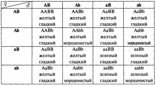 Определить число фенотипических групп в потомстве гороха (f2), если скрестили гомозиготные растения