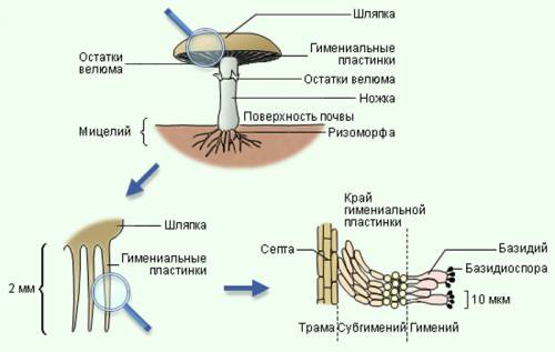 Внешнее строение нижней части шляпки трубчатого и пластинчатого грибов.