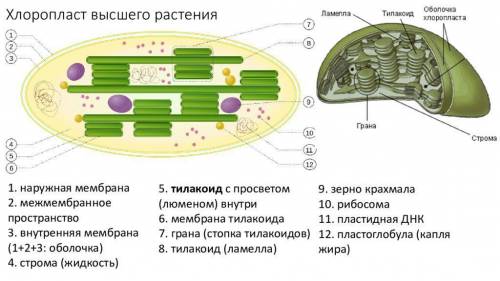 Сравните строение функций митохондрий и пластид.в чём их сходства и различия?