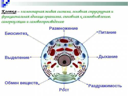 Выразите информацию о клетке как о живой системе в виде краткой записи или схемы (рисунка), назвав е
