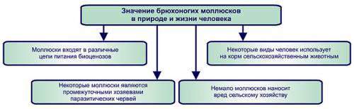 Значения прудовика в жизни человека? подскажите . заранье