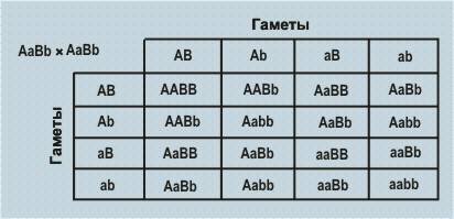 Черная окраска шерсти у собак доминирует над коричневой, короткая шерсть - над длинной. скрещивались