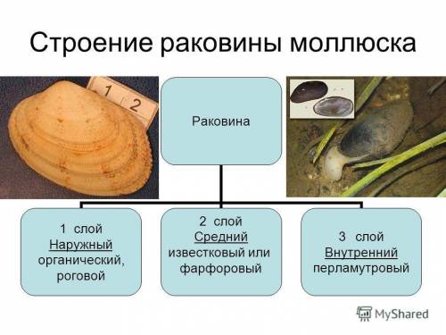 Внешний роговой шар черепашки двостулковой молюски