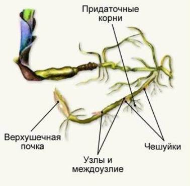 Почему луковица, клубень, корневище-это стебель?