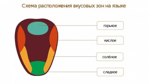 Где расположены вкусовые рецепторы? почему дотронувшись до пищи только кончиком языка, невозможно оп