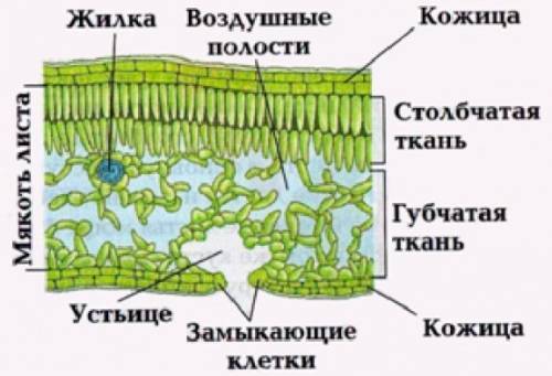 Где находится хлорофилл у листа цветкового растения?