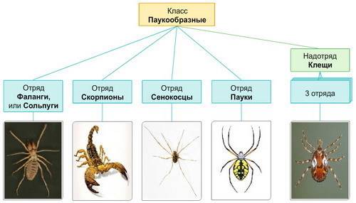 Схема по биологии на тему: класс паукообразных