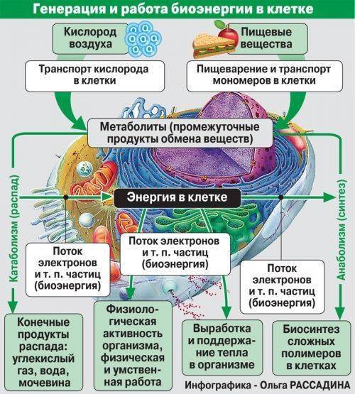 Таблица .обмен веществ.образование клетки .обеспечение клетки