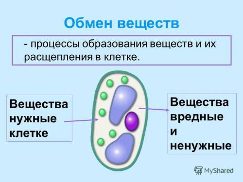 Таблица .обмен веществ.образование клетки .обеспечение клетки