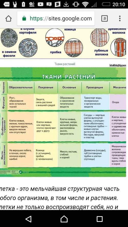 Ткани растений, таблица 1 столбик-ткань (название) 2 столбик-вид ткани 3 столбик-строение 4 столбик-