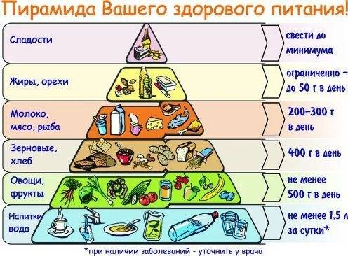 Таблица по биологии схема питания 6 класс