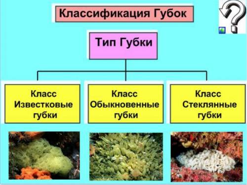 Найти 5 объектов из губок, 10 объектов из кишечнополостных.