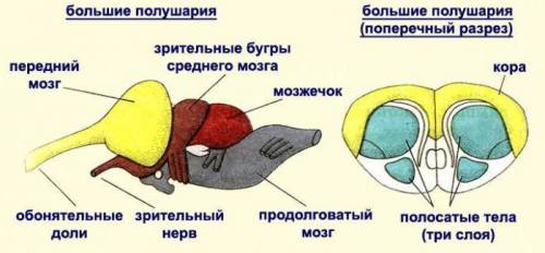 Строение головного мозга у пресмыкающихся