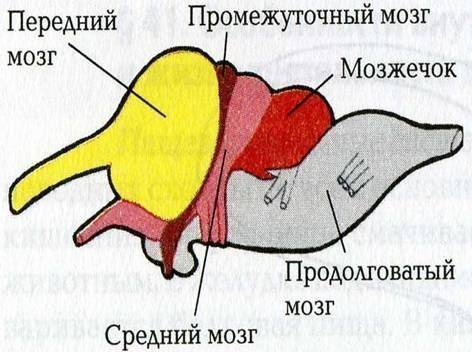 Строение головного мозга у пресмыкающихся