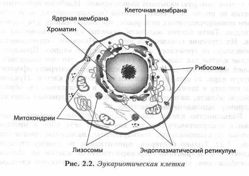 Как понять: клеткам присуще мембранное строение? и если можно, то рисунок такой клетки.