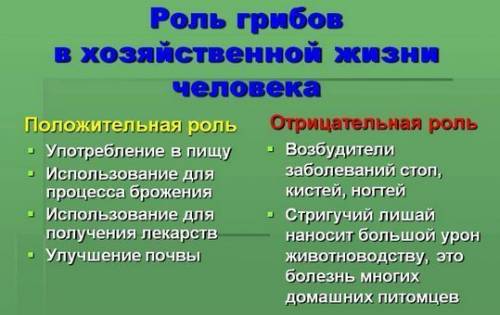 Какова роль грибов в жизни человека 5 класс