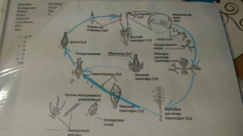 Как происходит чередование поколений в жизненном цикле мхов? на каком этапе осуществляется половое,