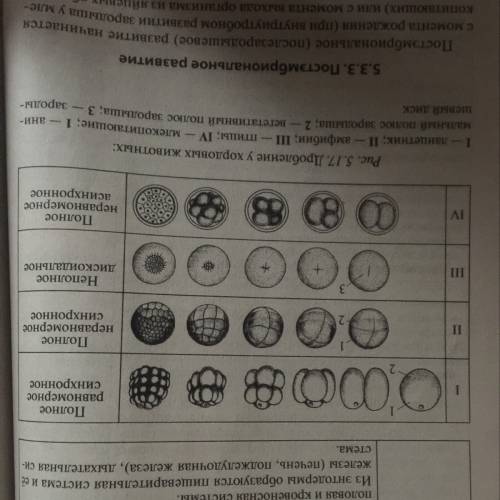 Сравнить стадии эмбрионального развития рыб, птиц, млекопитающих. перечислить черты сходства.