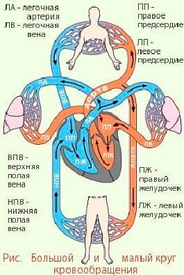 Объясните подробно как работают круги кровообращения?