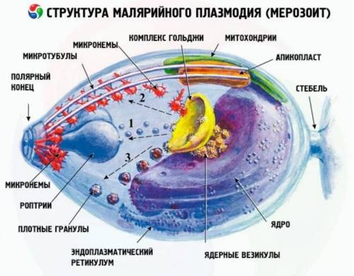 Биология. 7 класс. подцарство простейшие.общая характеристика.значение простейшихамёба обыкновеная (