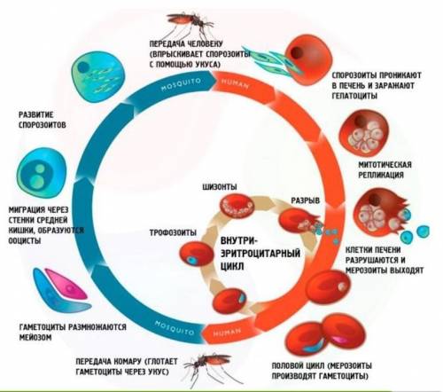 Биология. 7 класс. подцарство простейшие.общая характеристика.значение простейшихамёба обыкновеная (