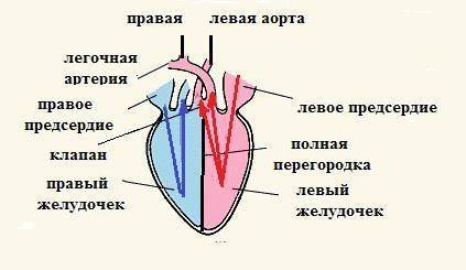 Среди хордовых есть теплокровных животные . теплокровность животных связана с особенностями строения