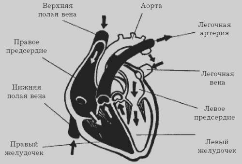 Среди хордовых есть теплокровных животные . теплокровность животных связана с особенностями строения