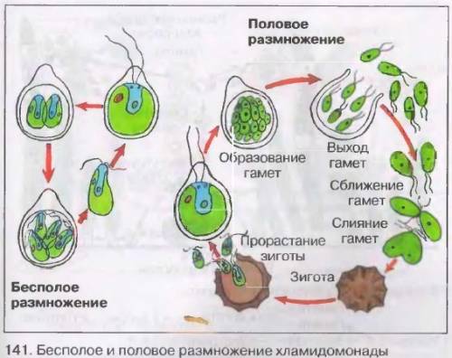 Объясните, как происходит размножение водорослей?