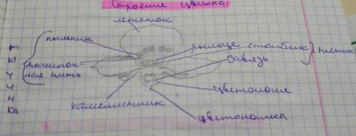 Семейство цветковых растений 1.строение цветка 2.соц цветие 3.плод 4.предствавители сделайте надо