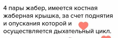 Каковы особенности строения органов дыхания речного окуня