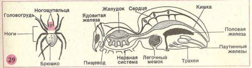 Кто нибудь биология рабочая тетрадь стр 62 145 используя рисунок на с 95 учебника и дополнительные и