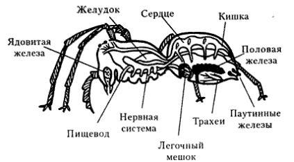 Кто нибудь биология рабочая тетрадь стр 62 145 используя рисунок на с 95 учебника и дополнительные и