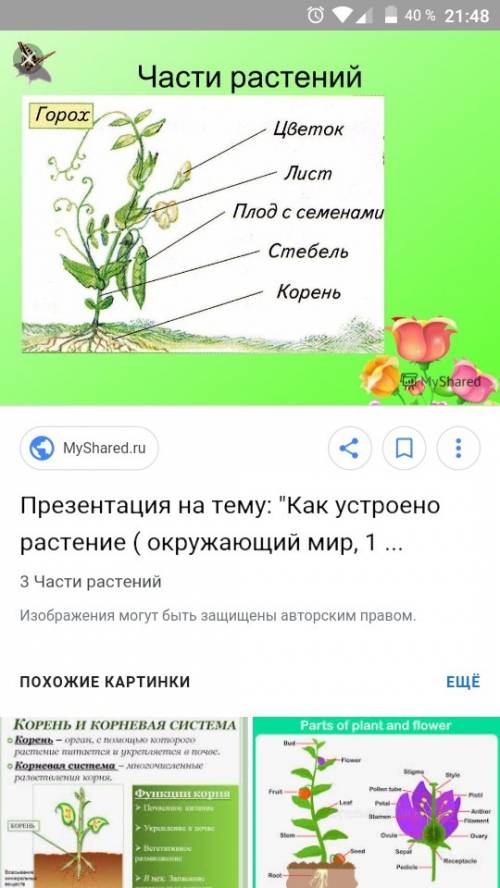 Как называются части растения, на которые указывают стрелки