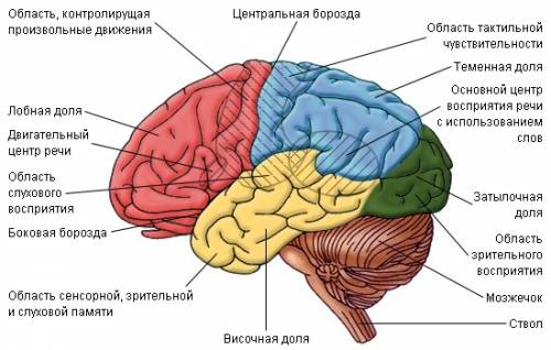 Нужно определить отделы и вес мозга: акулы, лягушки, гуся, лошади, человека. заранее большое !