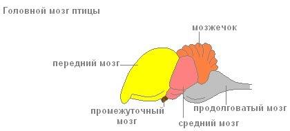 Нужно определить отделы и вес мозга: акулы, лягушки, гуся, лошади, человека. заранее большое !