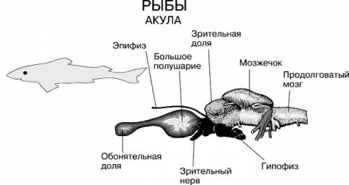 Нужно определить отделы и вес мозга: акулы, лягушки, гуся, лошади, человека. заранее большое !