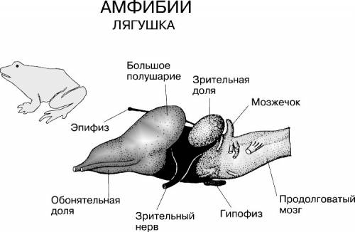 Нужно определить отделы и вес мозга: акулы, лягушки, гуся, лошади, человека. заранее большое !