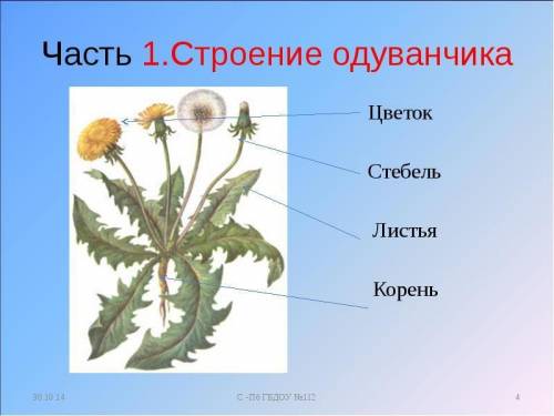 Где у одуванчика корень лист цветок и