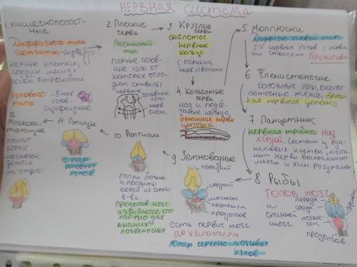 Напишите кратко конспект по биологии. эволюция нервной системы у животных ( от кишечнополостных до м