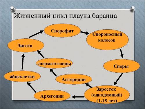 1.как осуществляется жизненный цикл плауновидных? 2. в чем характеризуется жизненный цикл хвощевидны