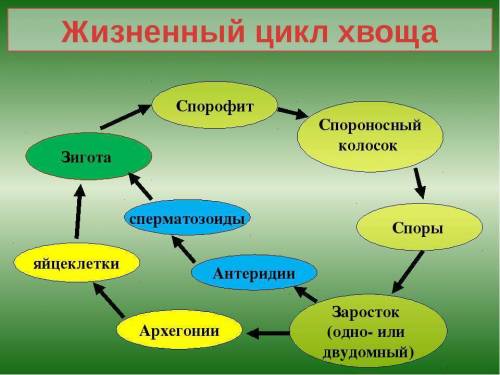 1.как осуществляется жизненный цикл плауновидных? 2. в чем характеризуется жизненный цикл хвощевидны