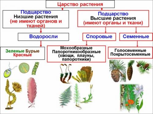 Сравните строение высших и низших растений.заполните таблицу.