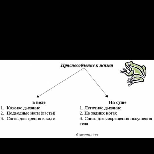 Особенности строения скелета лягушки связанные с жизнью на суше.