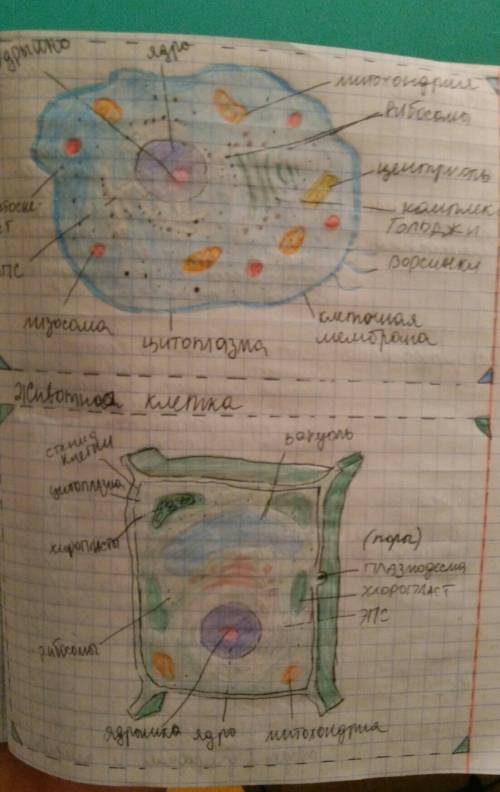 1. особенности строения вирусов, бактерий, клеточных форм жизни. 2.изучить сходства и различия в жиз