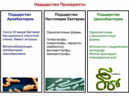 Создать таблицу клетка вирус доядерный цианобактерий биология шестой класс​