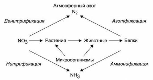 Сделайте схему круговорота азота