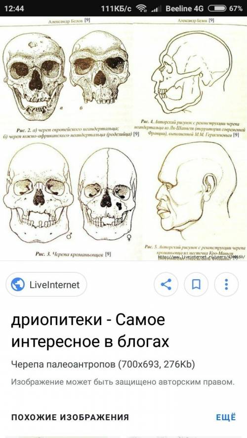 Череп дриопитека человека жившего в ранние времена