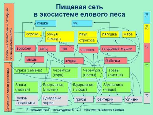 Составить пищевую сеть, в которой будет не менее 20 организмов (всего).