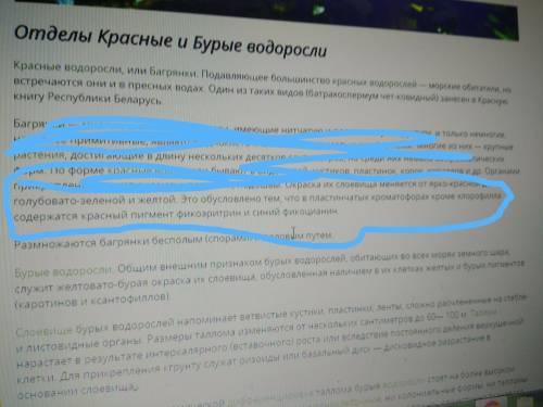 Почему красные водоросли так называют?