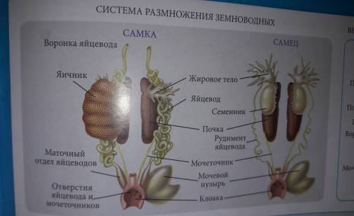 Сбиологией система органов у лягушки